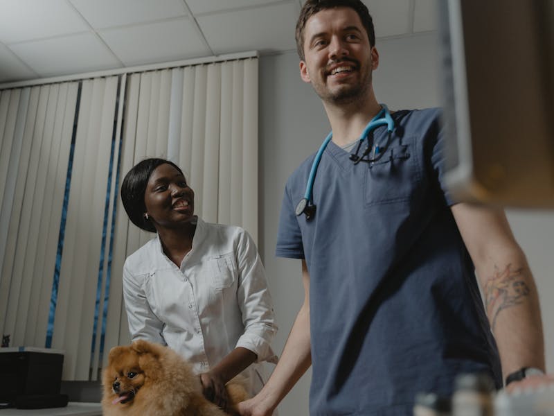 Veteriner Kliniği Web Sitesi: Hayvan Sahibinin İlk Tercihi Olun